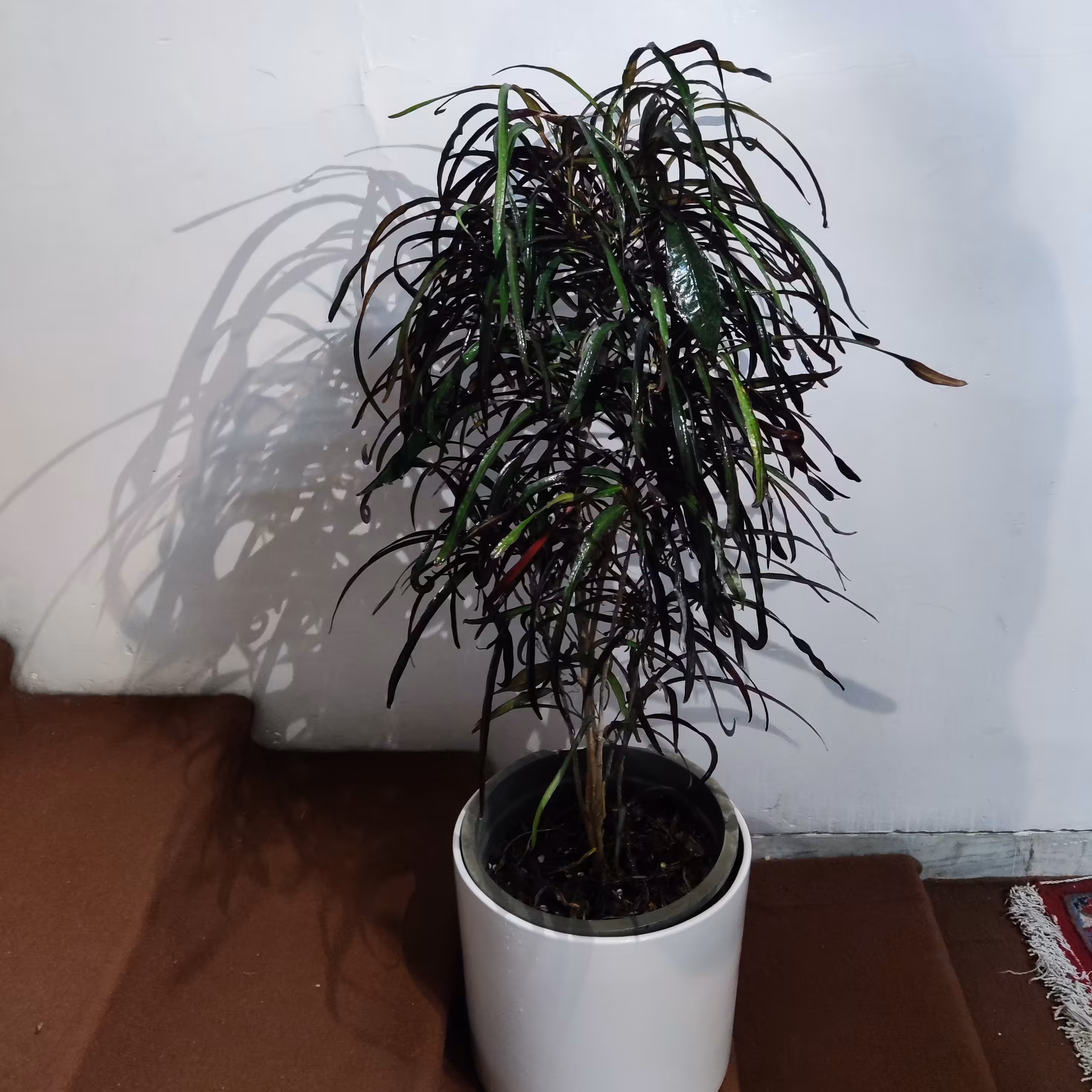 کروتن رشته ای