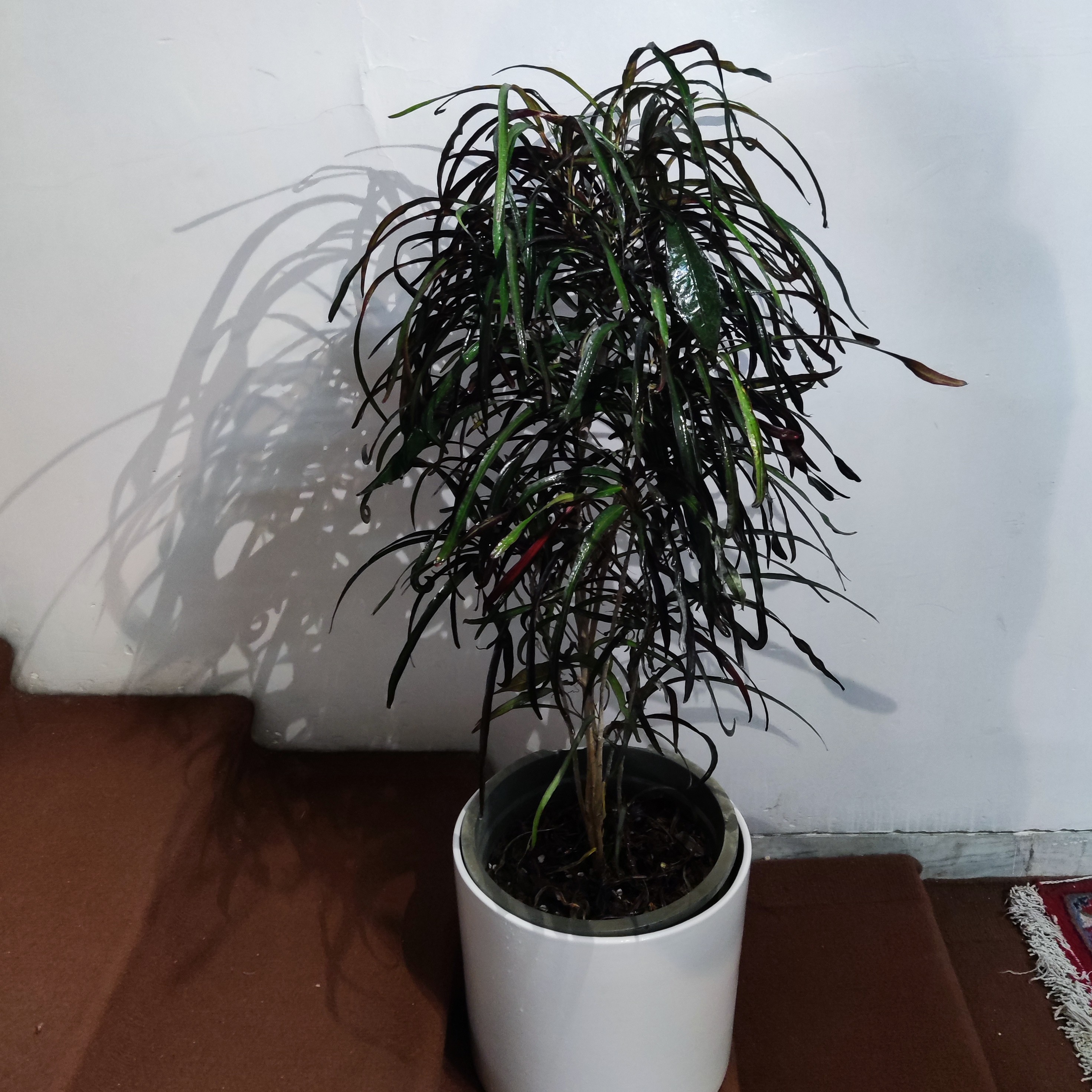 کروتن رشته ای