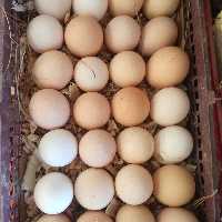 تخم مرغ محلی تازه .شانه30عددی