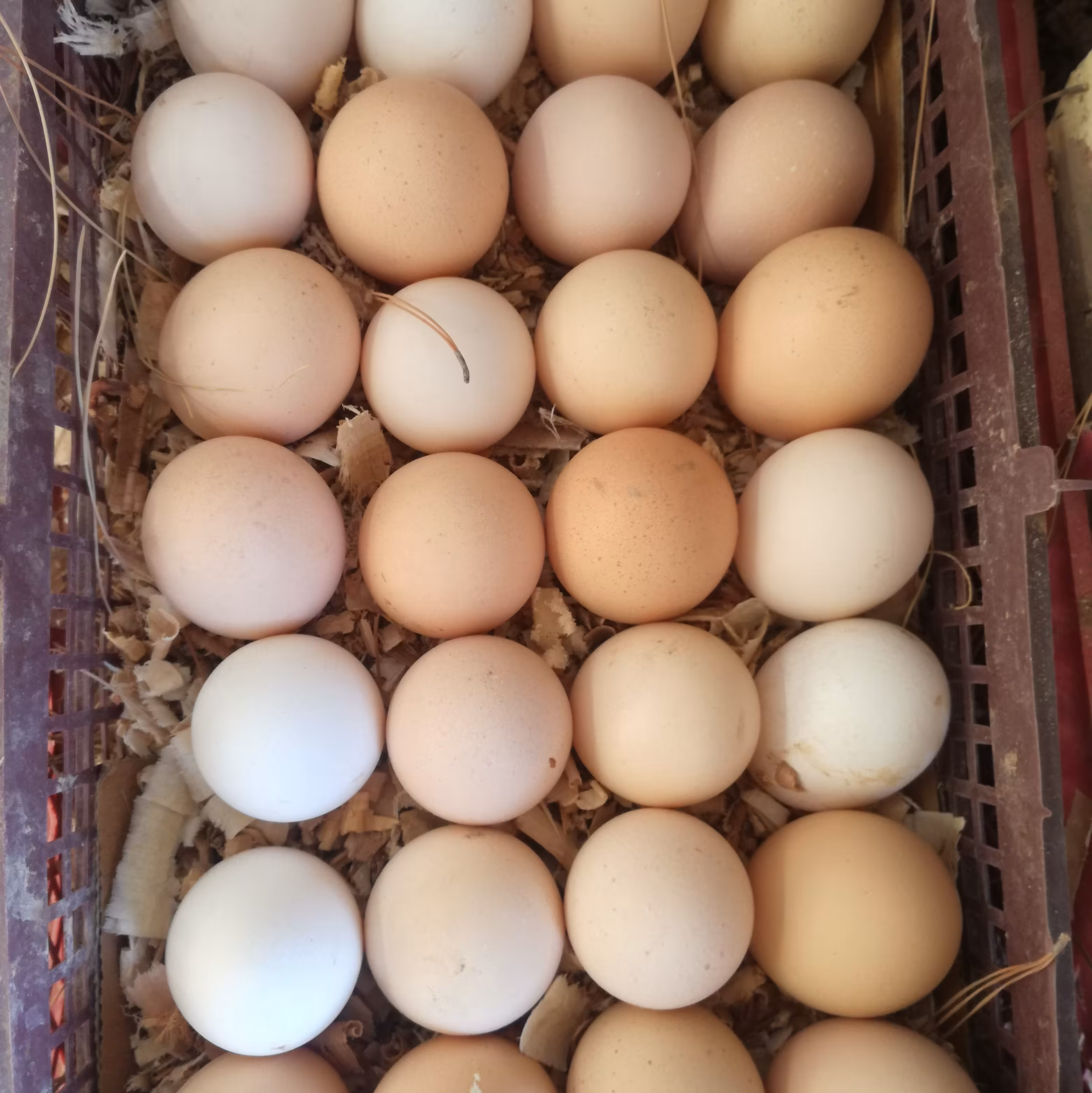 تخم مرغ محلی تازه .شانه30عددی