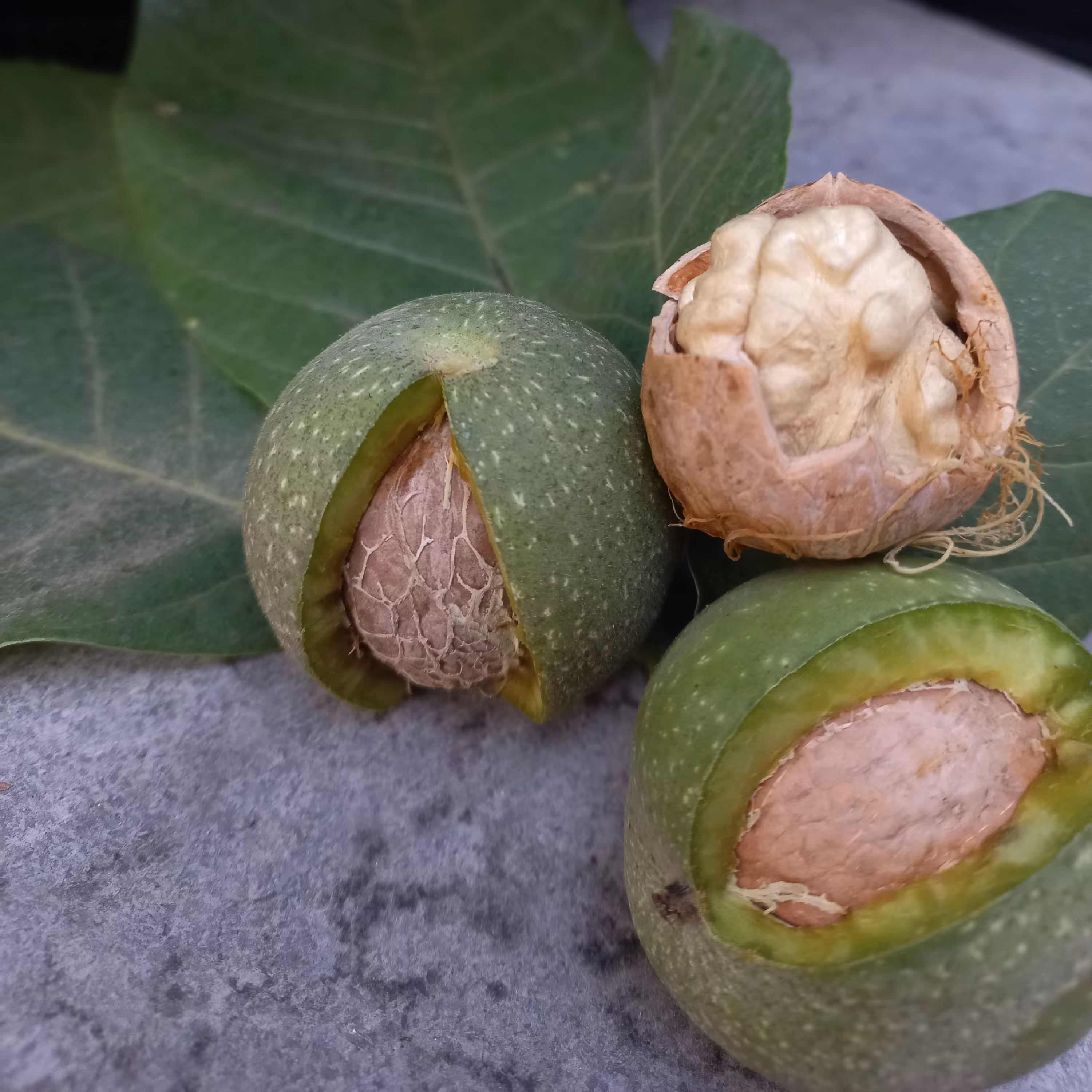 (ارسال رایگان) گردو کاغذی تازه با پوست سبز امساله سفید کاملا ایرانی طعم عالی900گرم (ارسال فقط بالای 3 عدد)