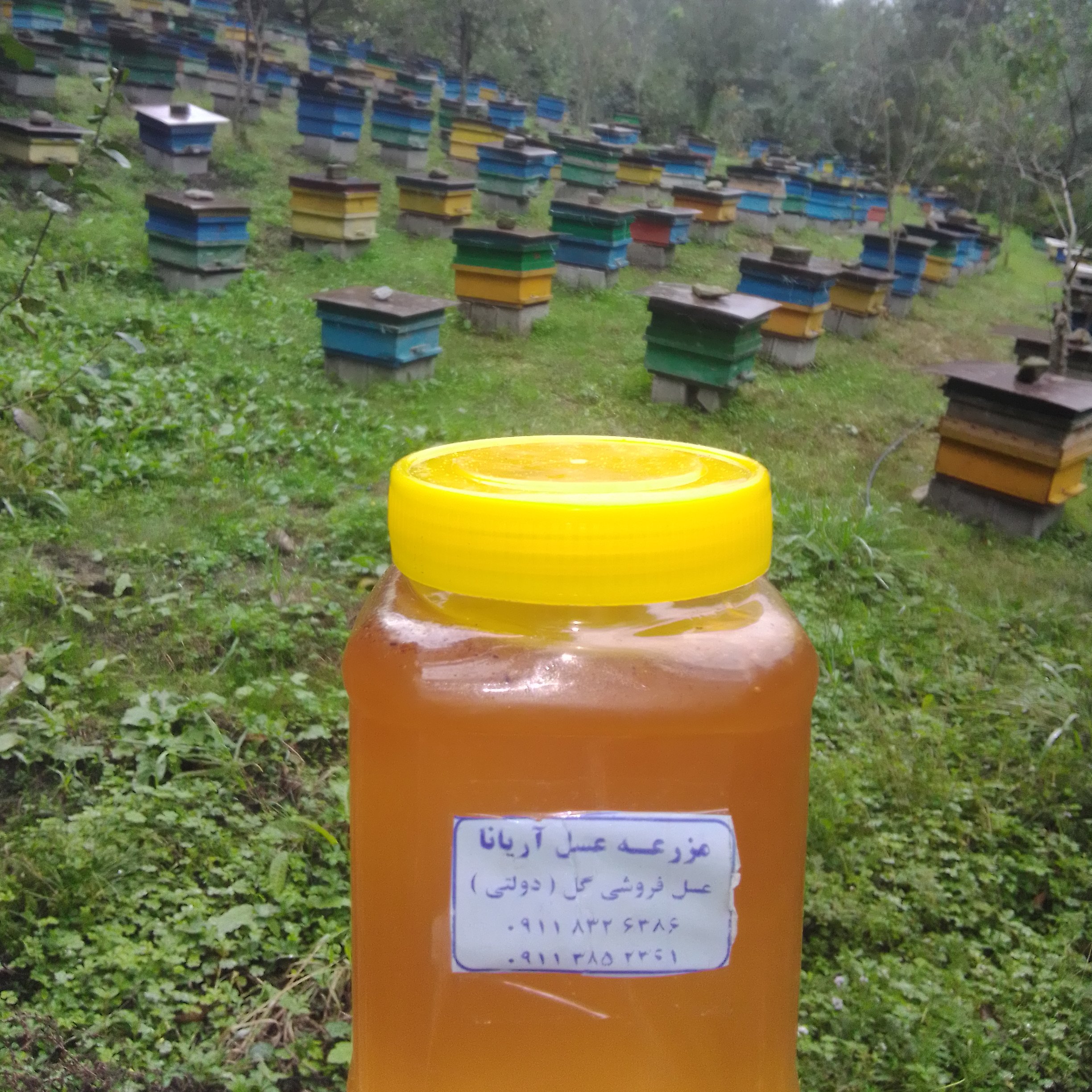 عسل طبیعی جنگلی و کوهستانی مختلف الگیاه