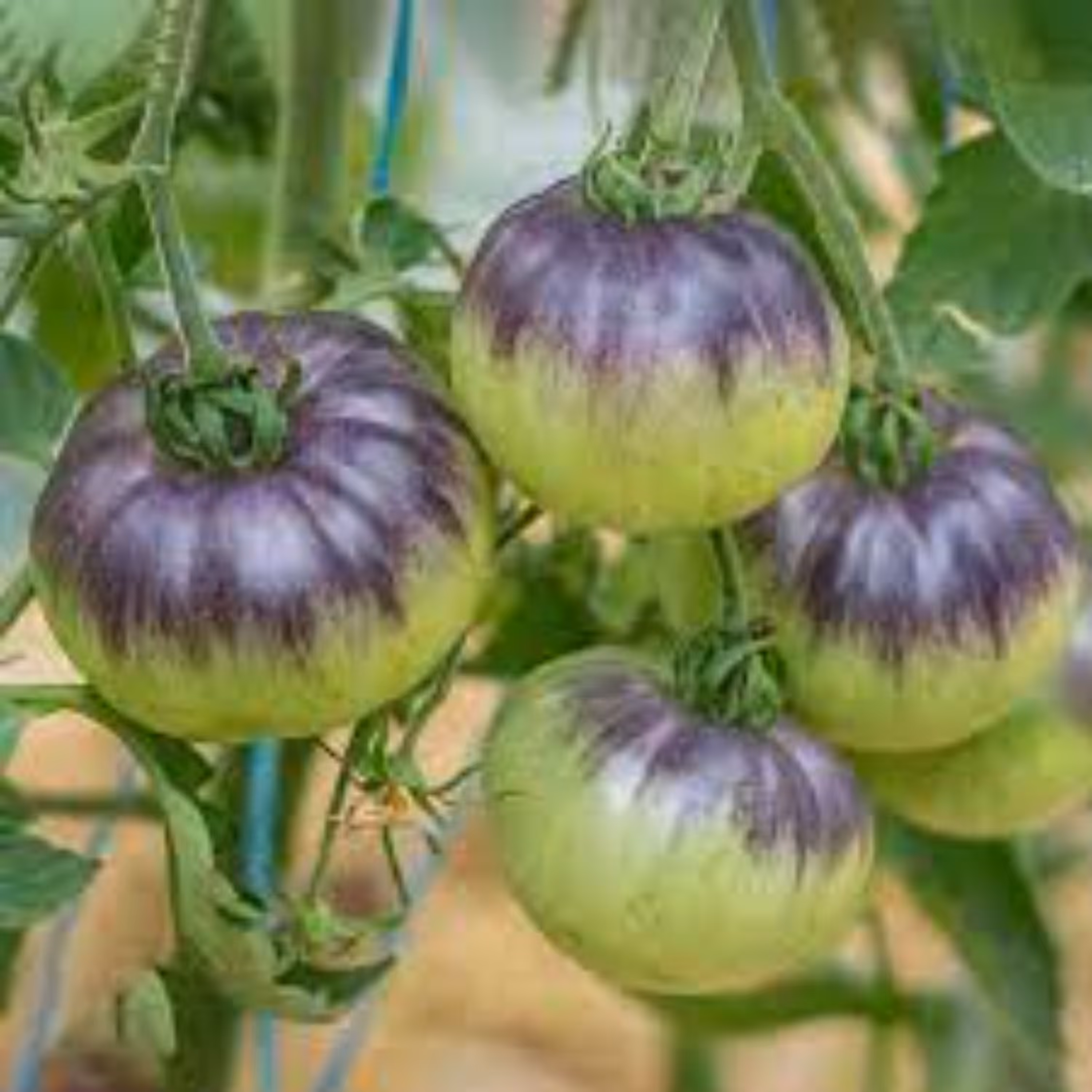 بذر گوجه فرنگی زیبای آبی 10 عددی
