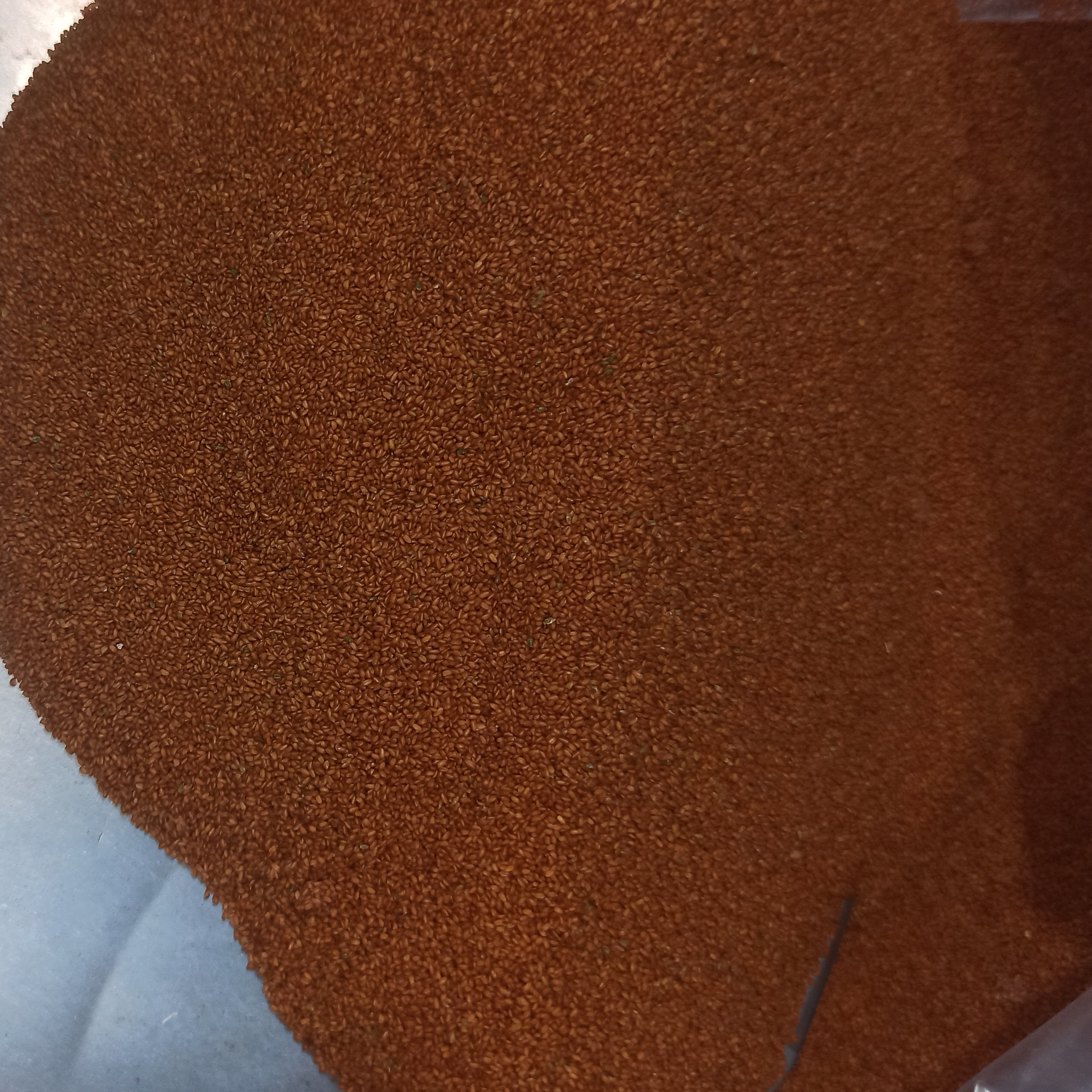 خاکشیر  بدون پوش وتمیز همدان  کیلویی 300000 تومن به مناسبت محرم تخفیف عالی با کمترین قیمت در با سلام به قیمت 230000 تومن