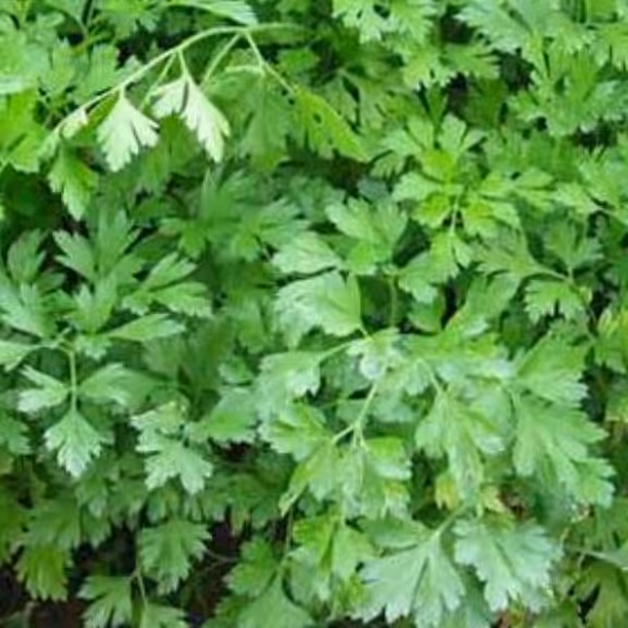 جعفری محلی خرد شده (5000گرمی)