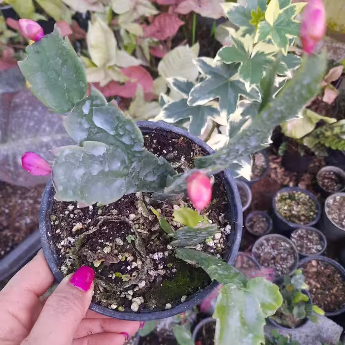 کریسمس غنچه دار