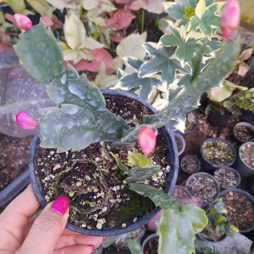 کریسمس غنچه دار
