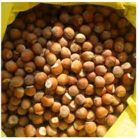 مرکز تولید وفروش فندق ( جزئی و عمده ) 