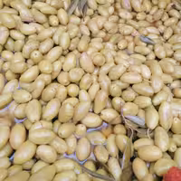 زیتون ماری شکسته  طارم امساله و تازه سنتی تلخ   چرب وگوشتی 7کیلویی با کیفیت عالی