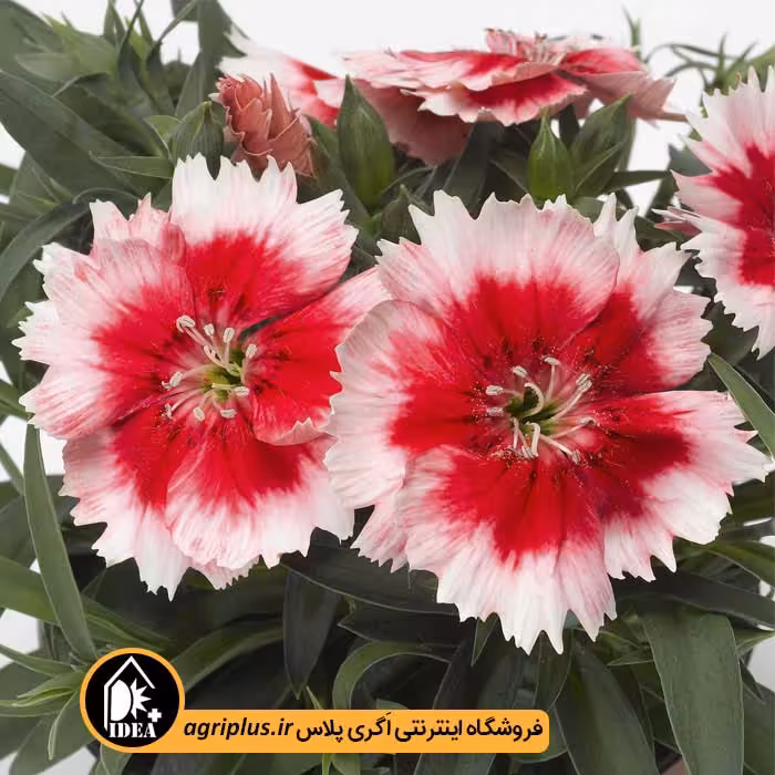 بذر گل قرنفل Super Parfait سینجنتا