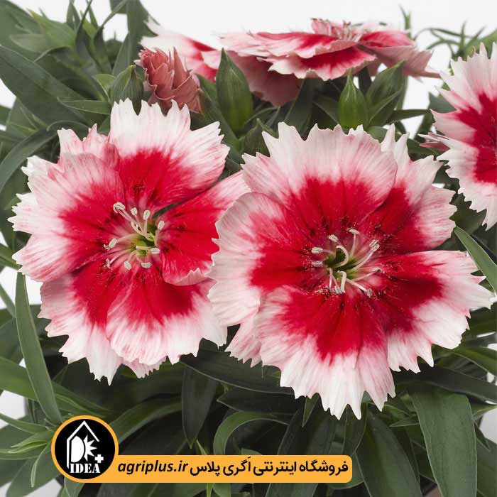 بذر گل قرنفل Super Parfait سینجنتا