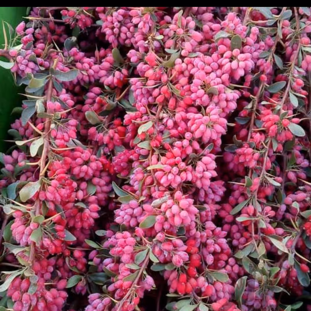 زرشک شاخهتازه قاینات(1کیلویی)