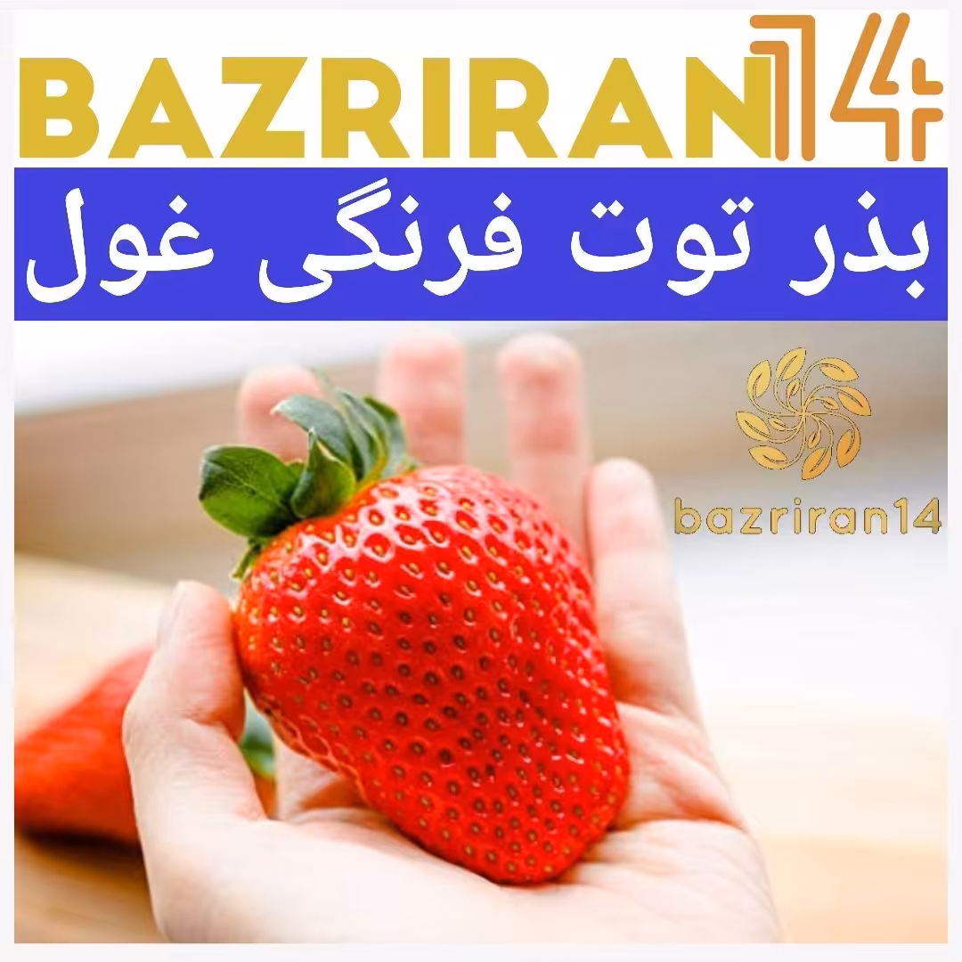 بذر توت فرنگی غول 
