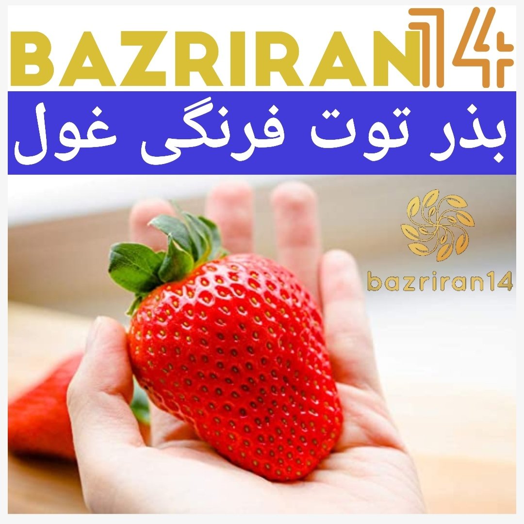 بذر توت فرنگی غول