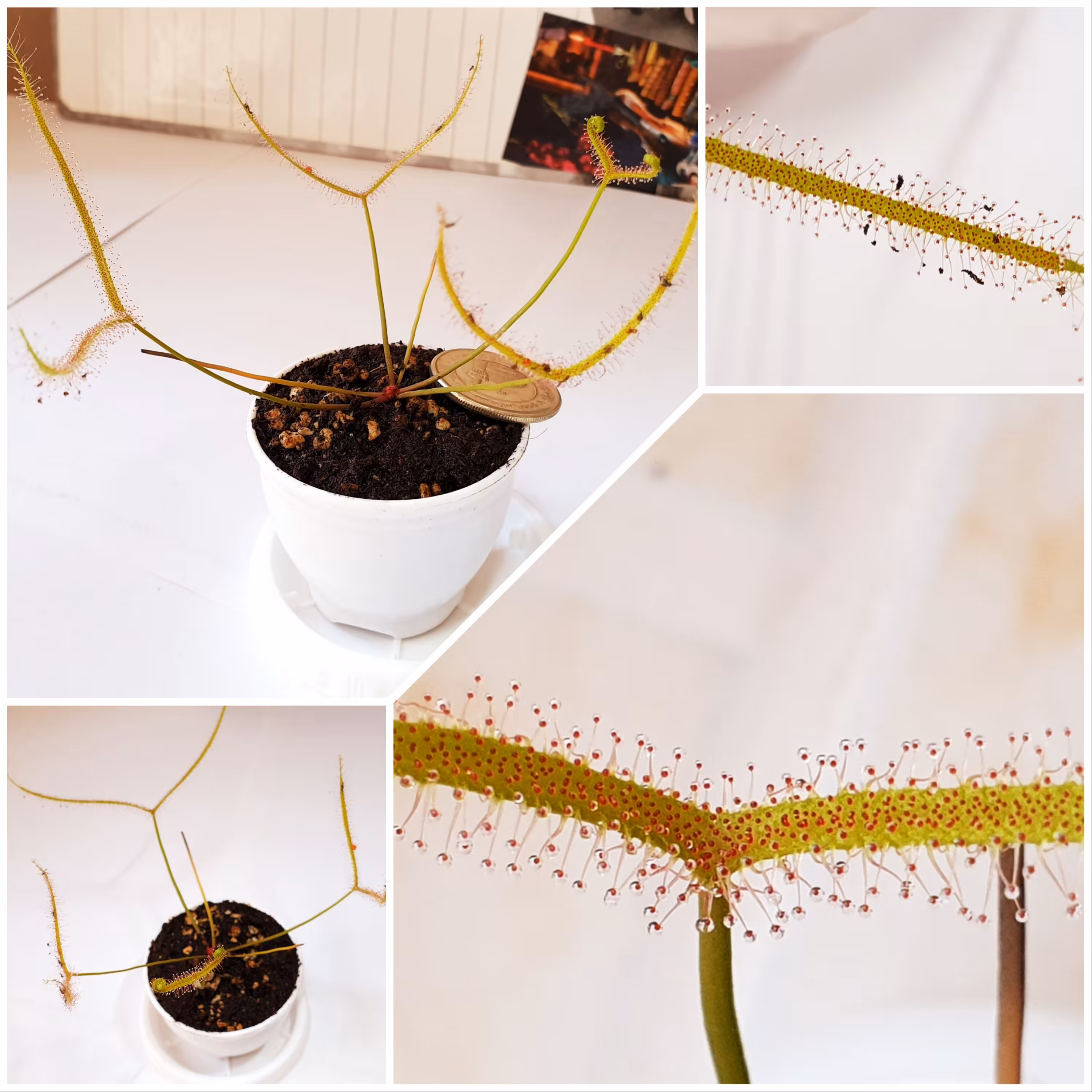 گیاه حشره خوار(گوشتخوار) دروزرا بیناتا T فرم سایز متوسط