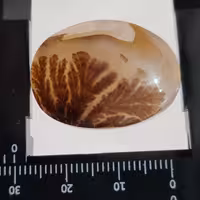 شجر قاین منظره درشت کلکسیونی