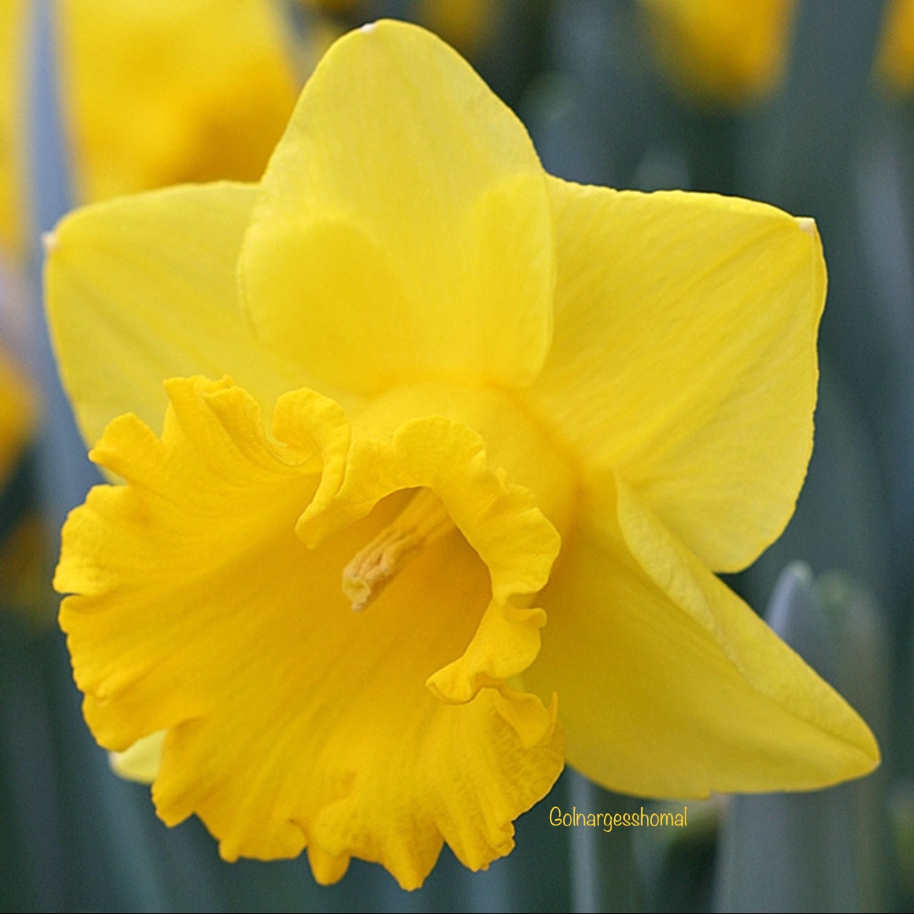 پیاز  کمیاب گل نرگس Yellow River