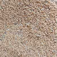 گندم غذای دام و طیور بسته 20 کیلویی ارسال پس کرایه با باربری هزینه ارسال با مشتری میباشد