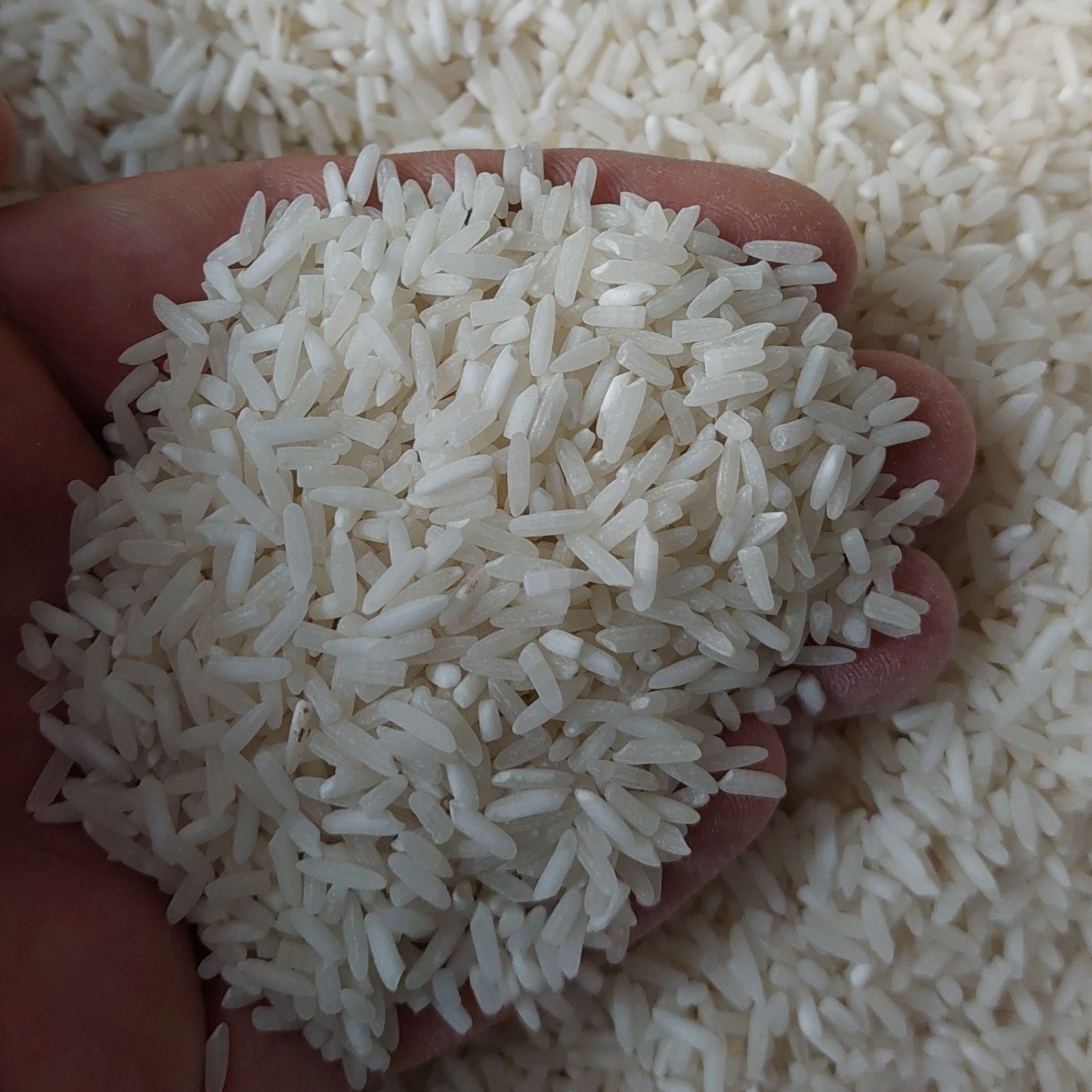 برنج طارم سوزنی پرمحصول کیسه ده کیلویی 590 هزارتومان(ارسال رایگان)