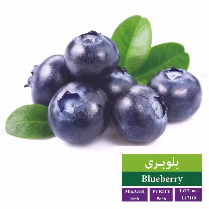 بذر بلوبری - بذر طلایی رویان