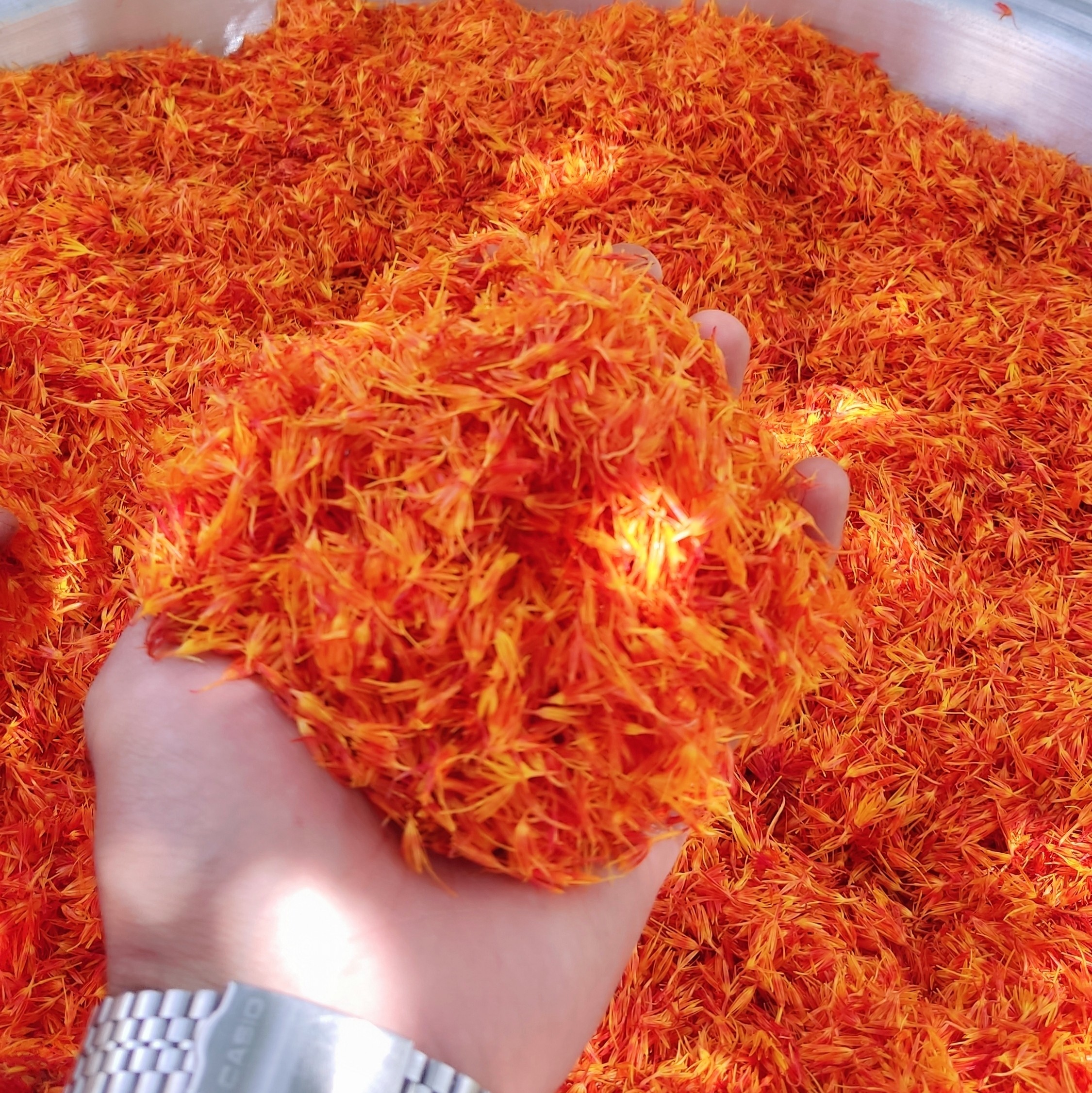 گلرنگ طبیعی-زعفران مصنوعی- رنگ غذا، امسالی خشک شده، تمیز ، - 200گرم