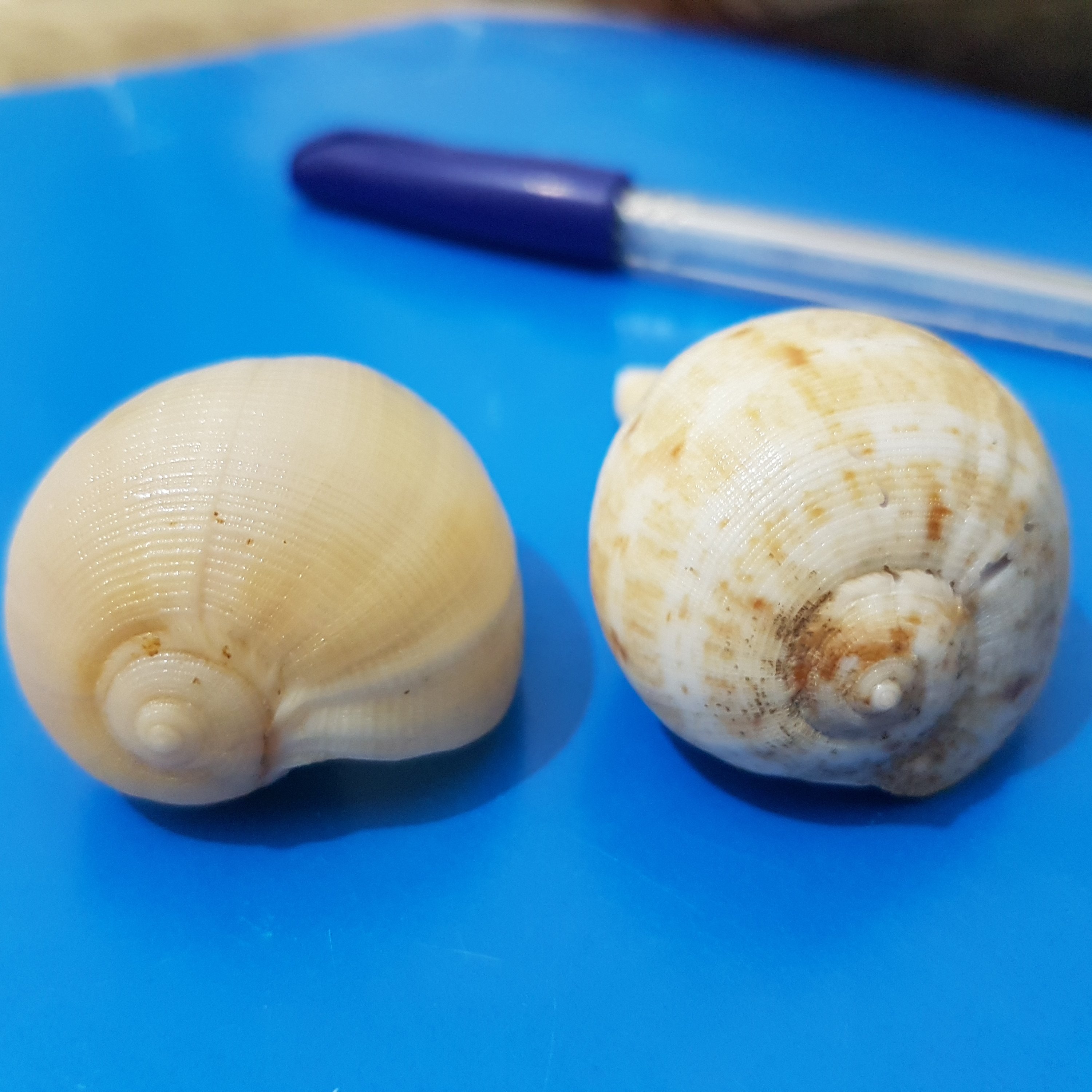 صدف حلزونی 5_6 سانتی(عددی)