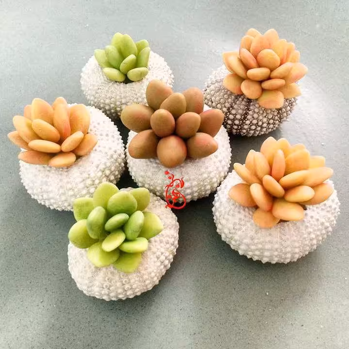 کاکتوس خمیری