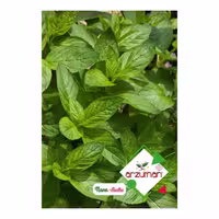 بذر نعناع درجه یک آرزومان ترکیه پاکت اورجینال 