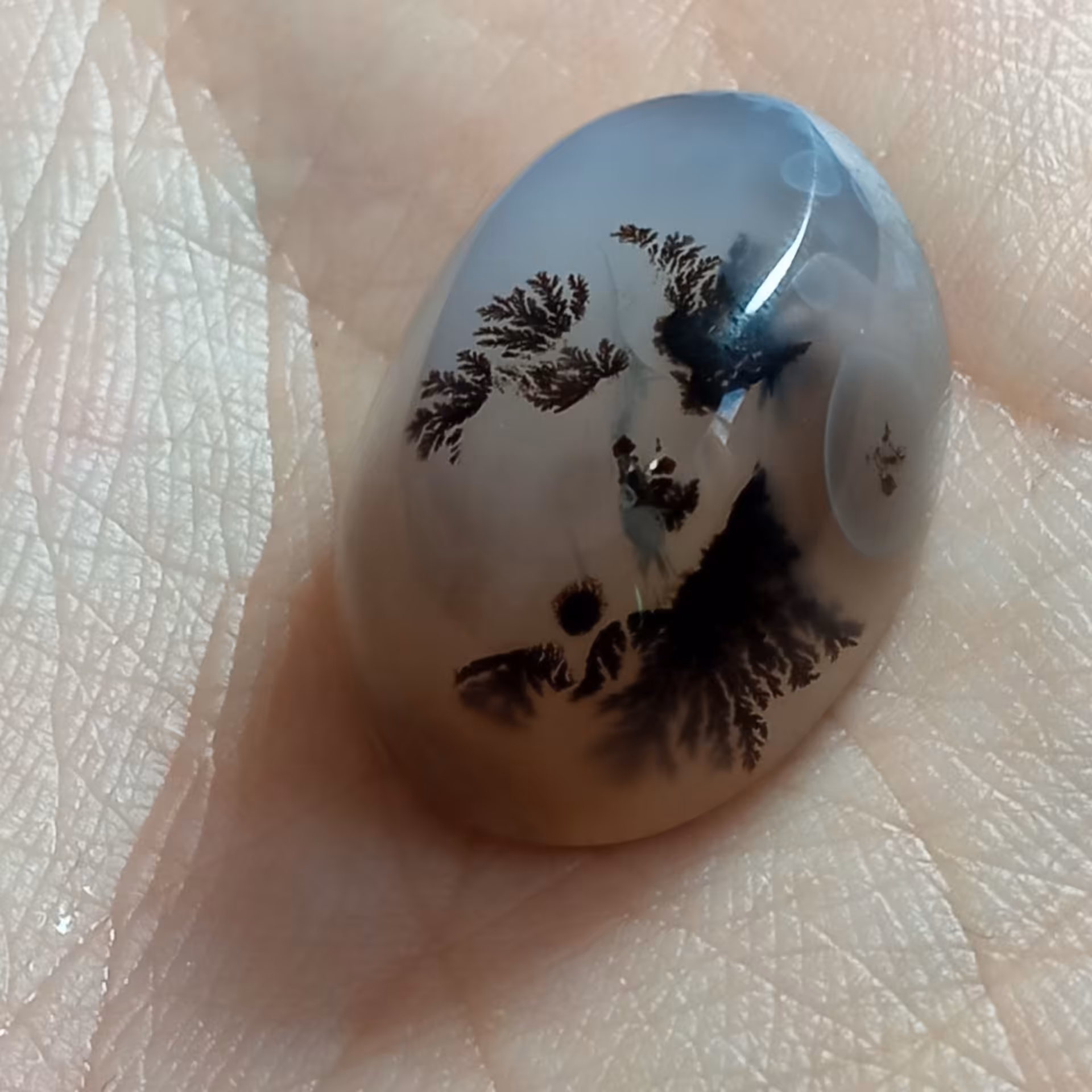 نگین شجر قائن با چند درخت زیبا