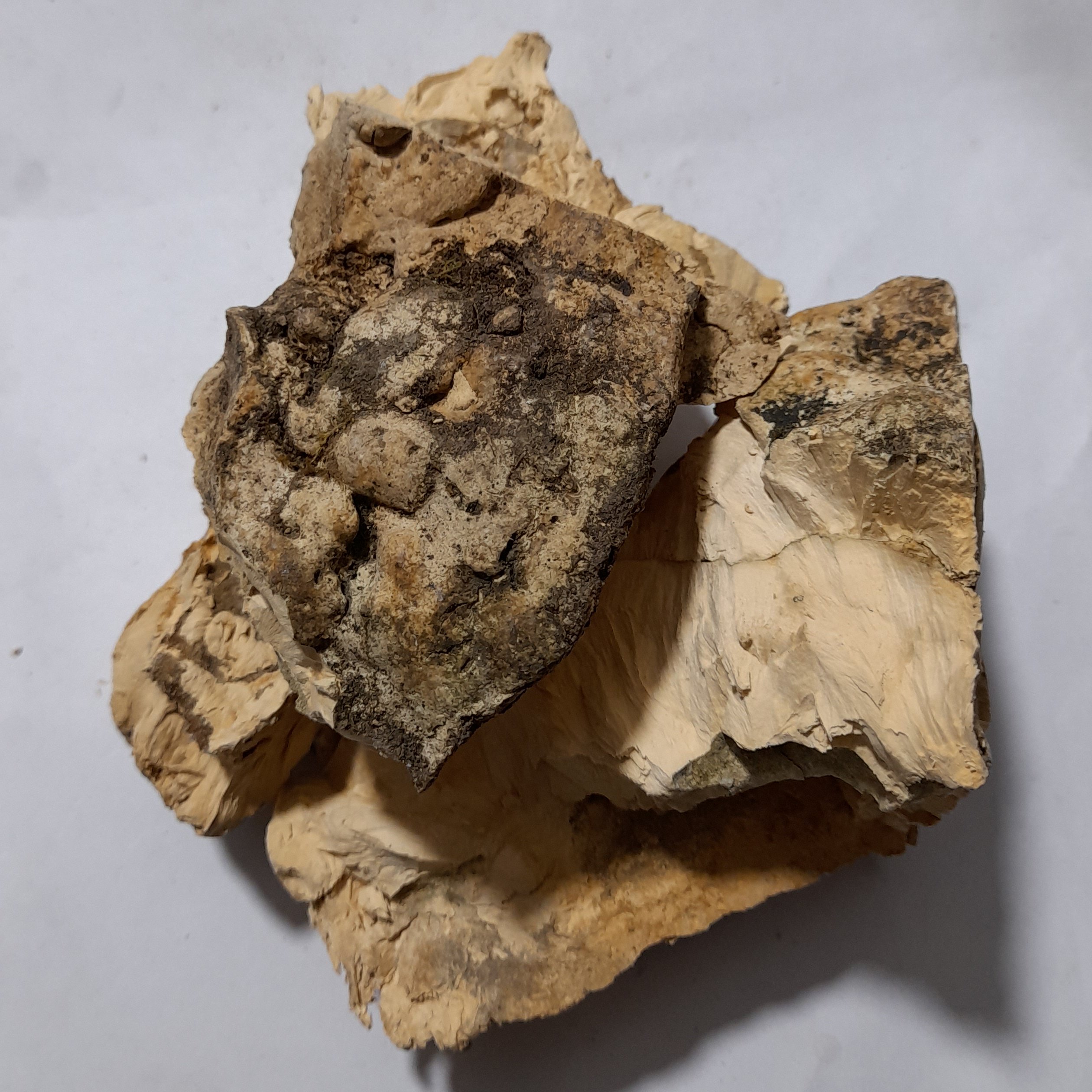 غاریقون ( 50 گرم )