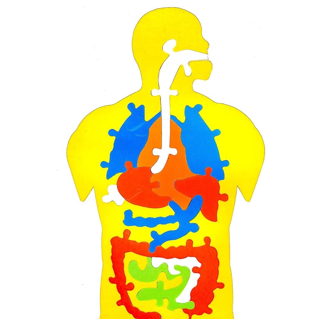 پازل آموزشی بدن انسان  زرد سایان