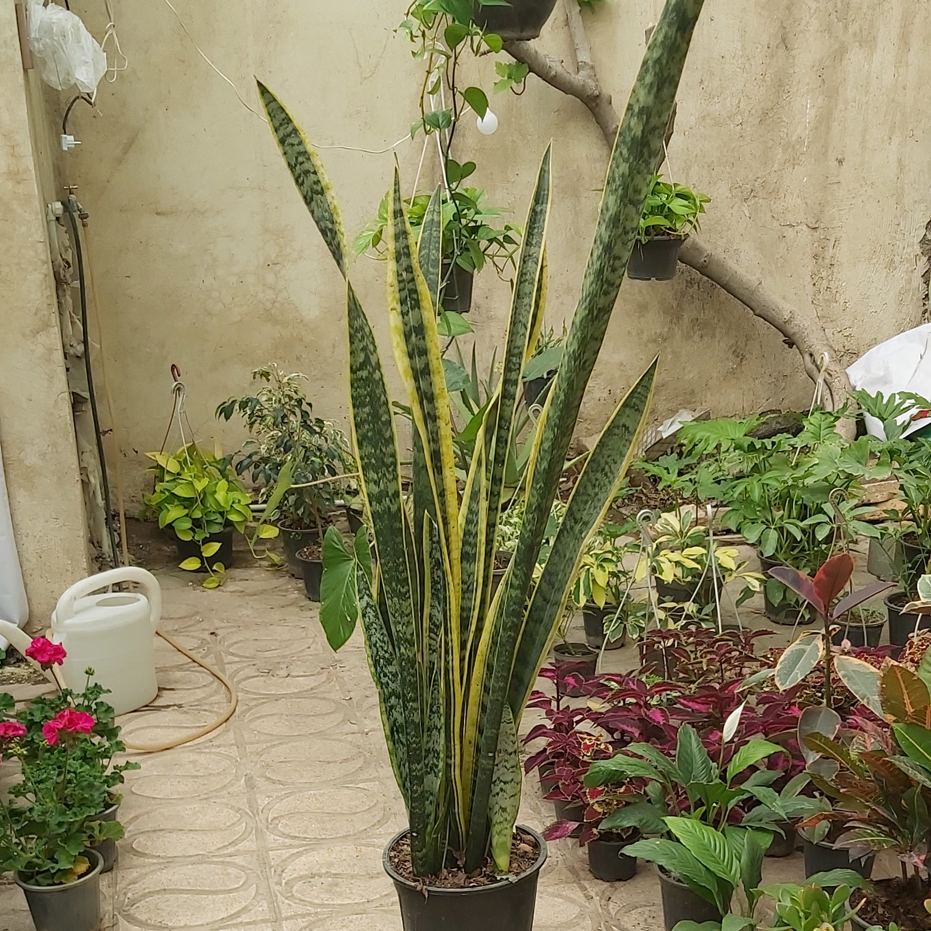سانسریا ابلق بزرگ