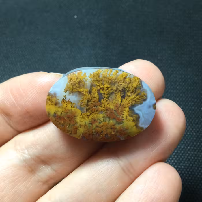 شجر ناب سه قلعه طلایی 