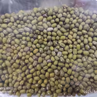 ماش سبز ارگانیک