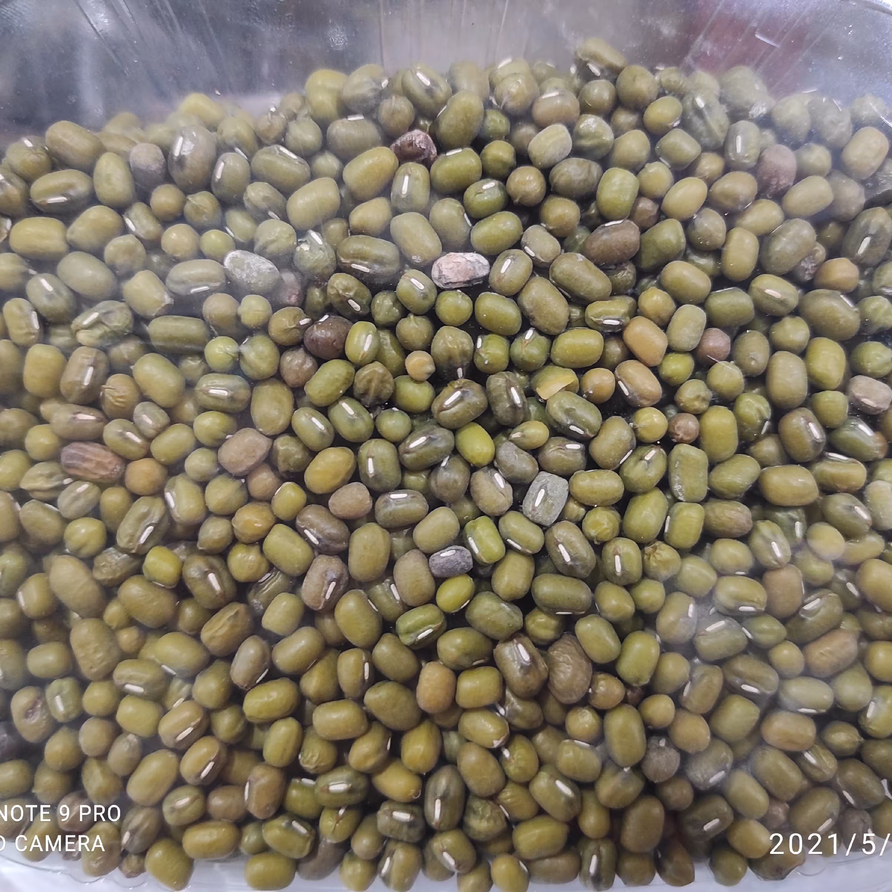 ماش سبز ارگانیک