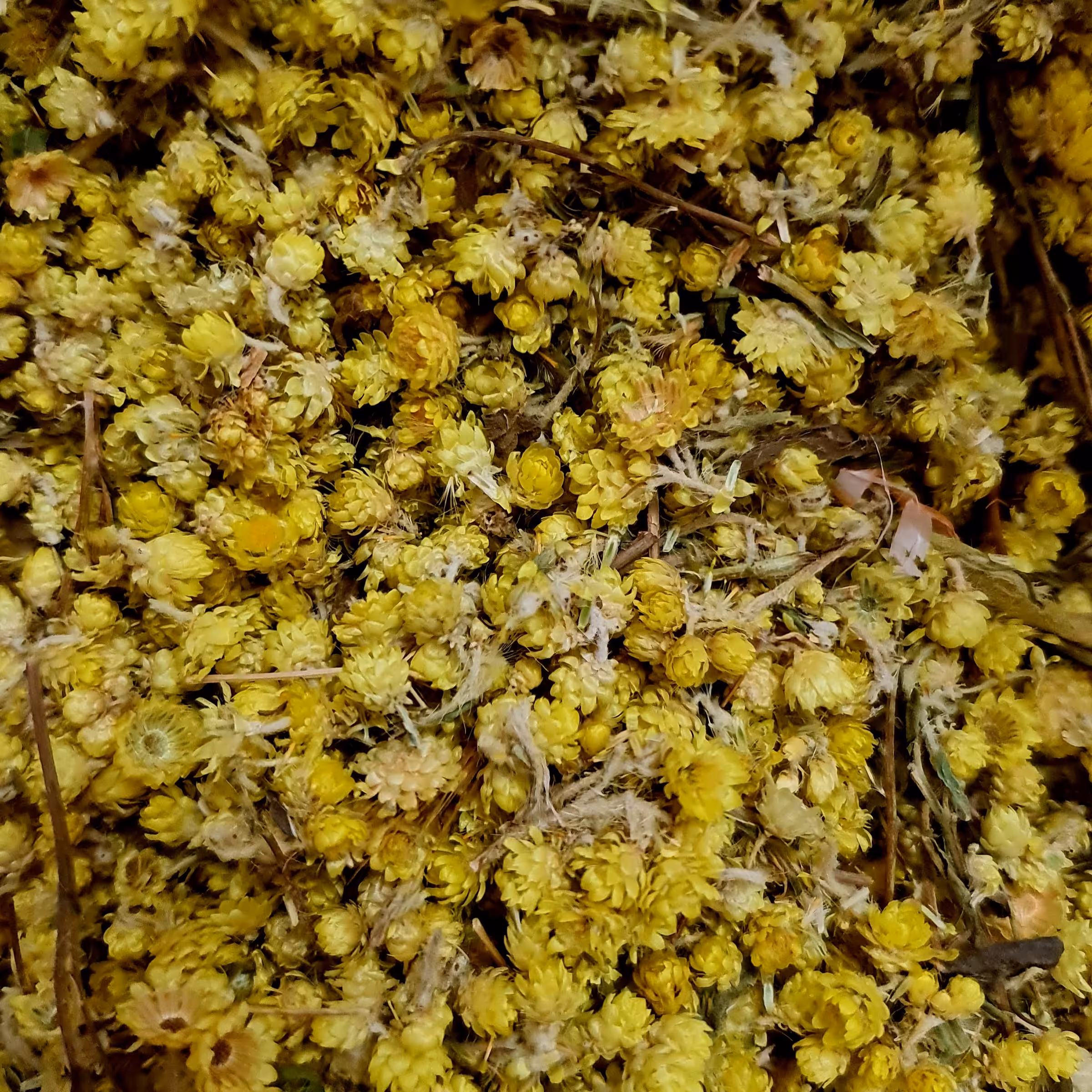 
افسنتین    یا   خواراگوش   200 گرمی
