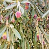 زیتون سیاه خام نیم کیلویی