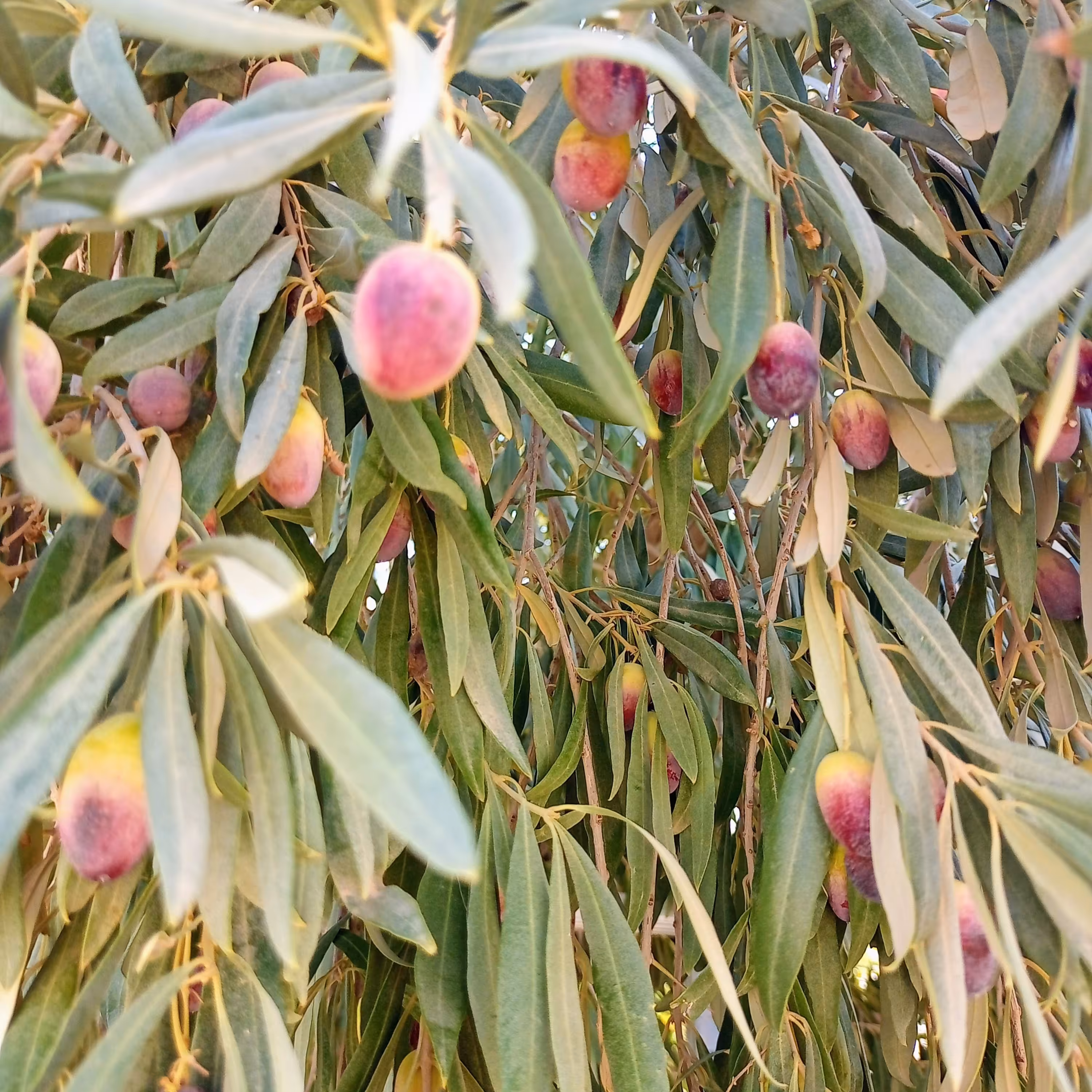 زیتون سیاه خام نیم کیلویی