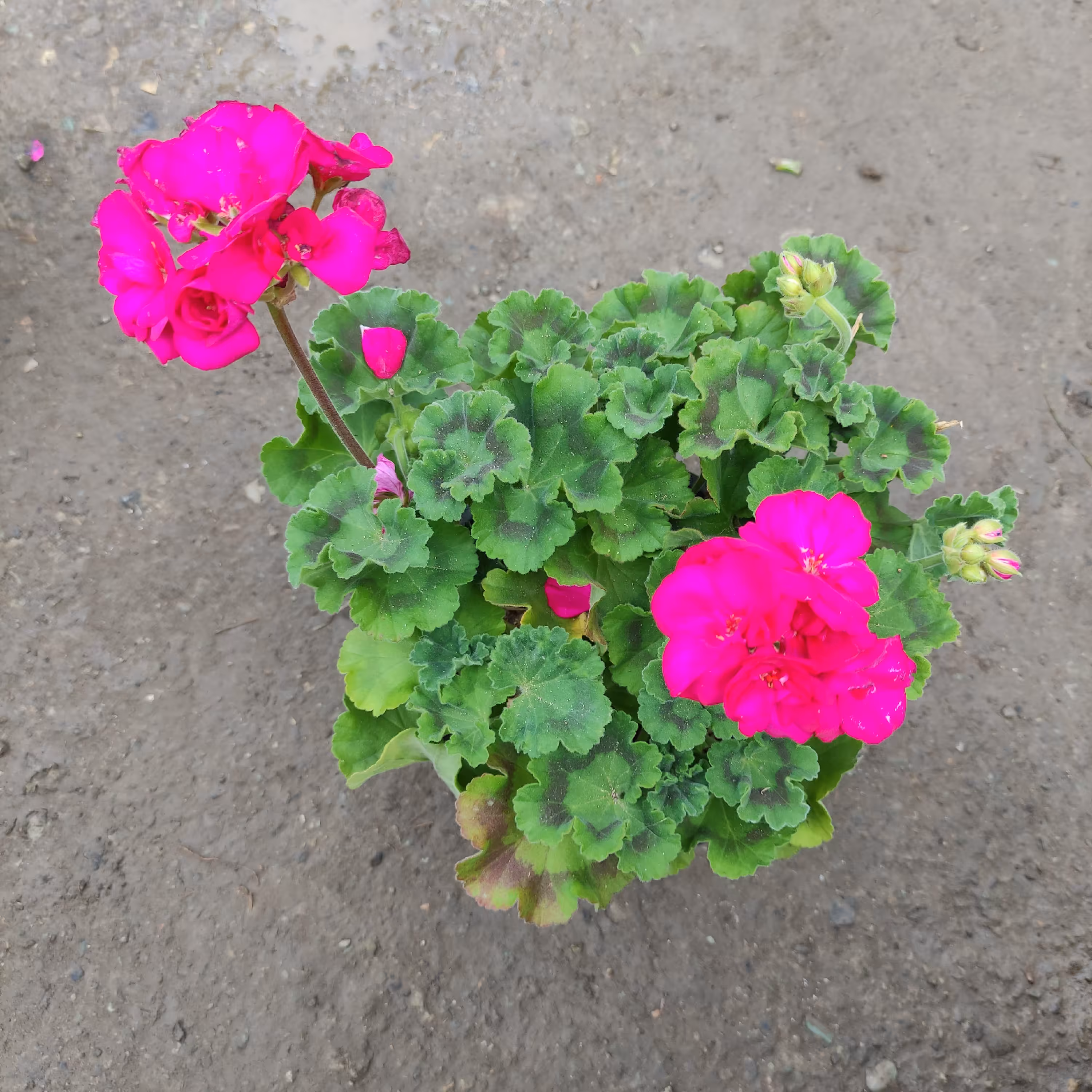 گل شمعدانی گیاه گلدار باغچه ای مناسب برای نگهداری در تراس و حیاط