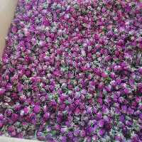 غنچه گل محمدی درجه یک ( یک کیلوگرمی )