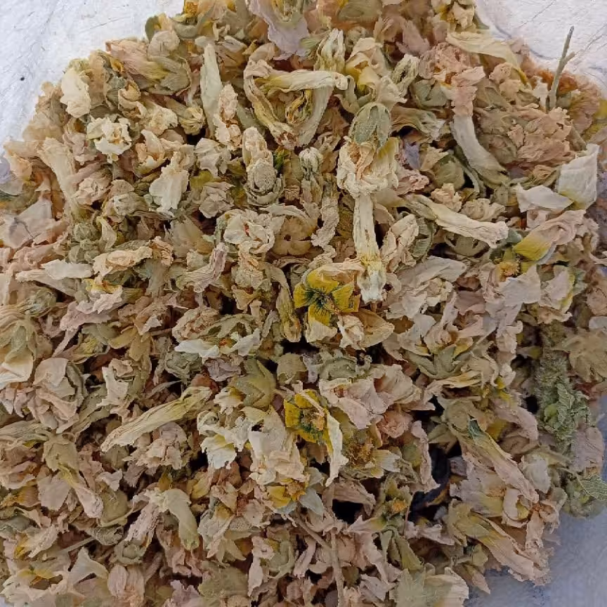 گل ختمی 