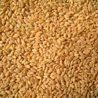 دانه گندم دیمی کردستان کیفیت بالا  یک کیلویی قیمت مناسب 