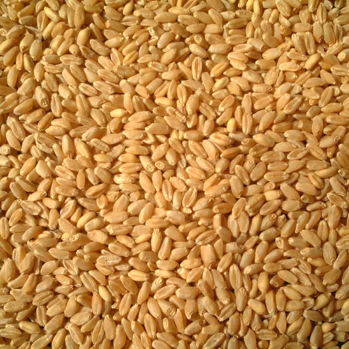 دانه گندم دیمی کردستان کیفیت بالا  یک کیلویی قیمت مناسب 