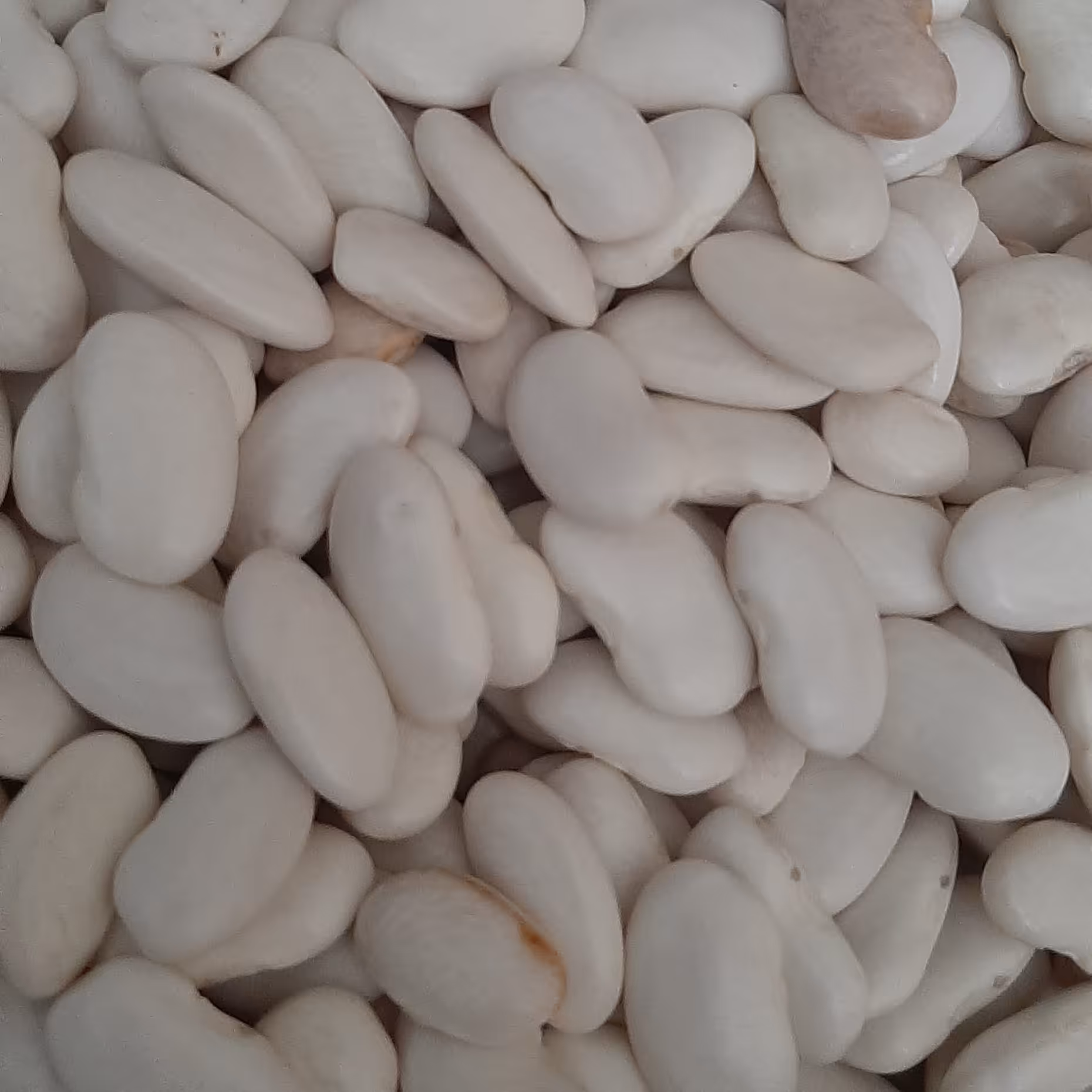 لوبیا سفیددرشت و دست چین شده تازه چین و بسیار زودپز