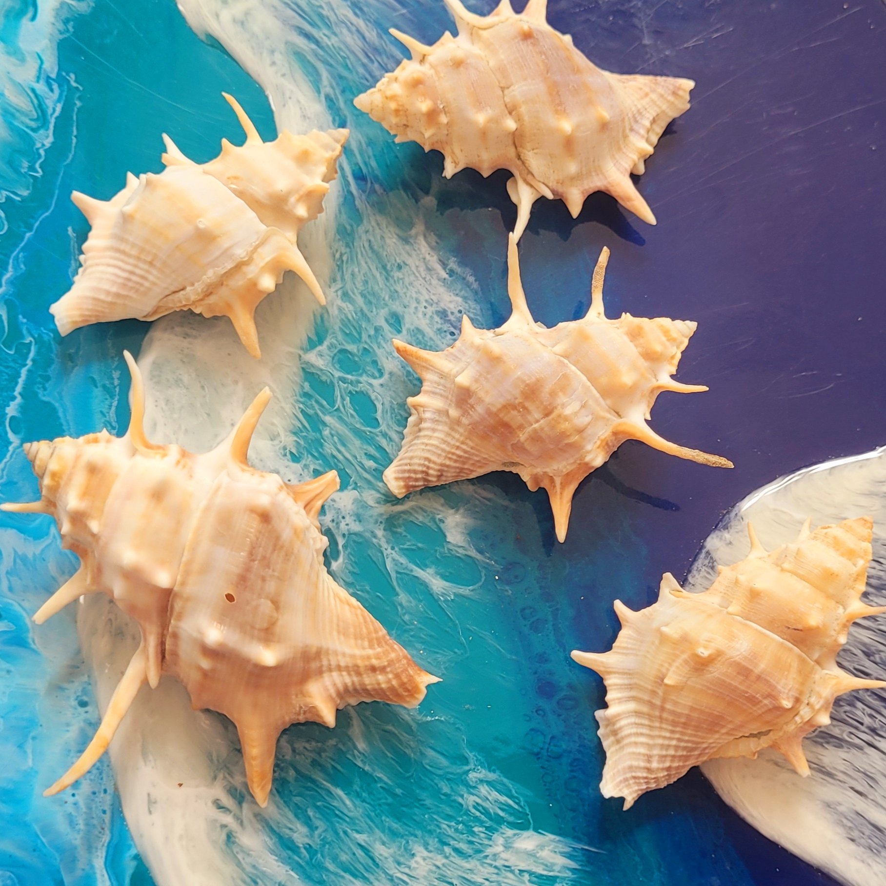 صدف خاردار  بسته 100 گرمی