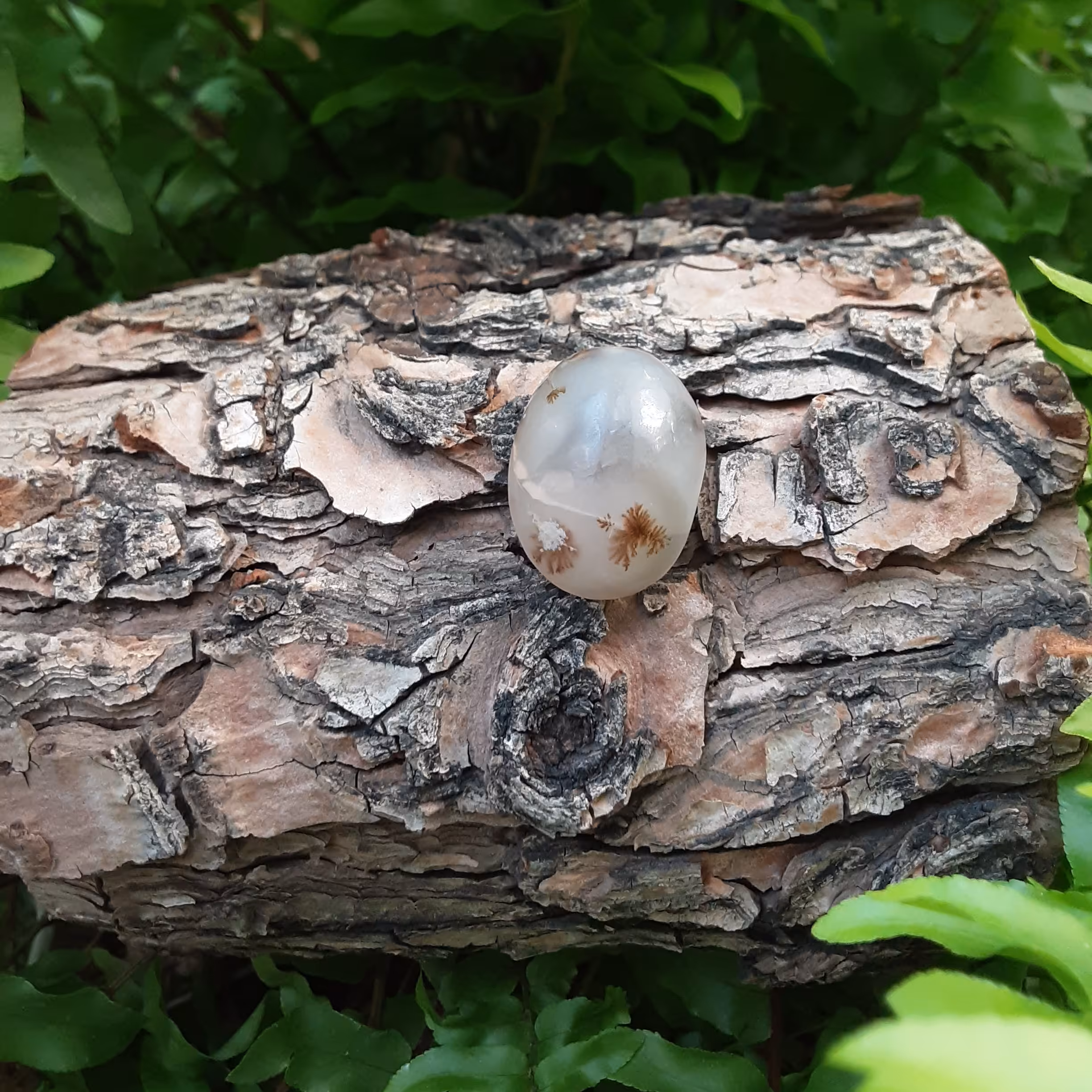 نگین شجر قائن