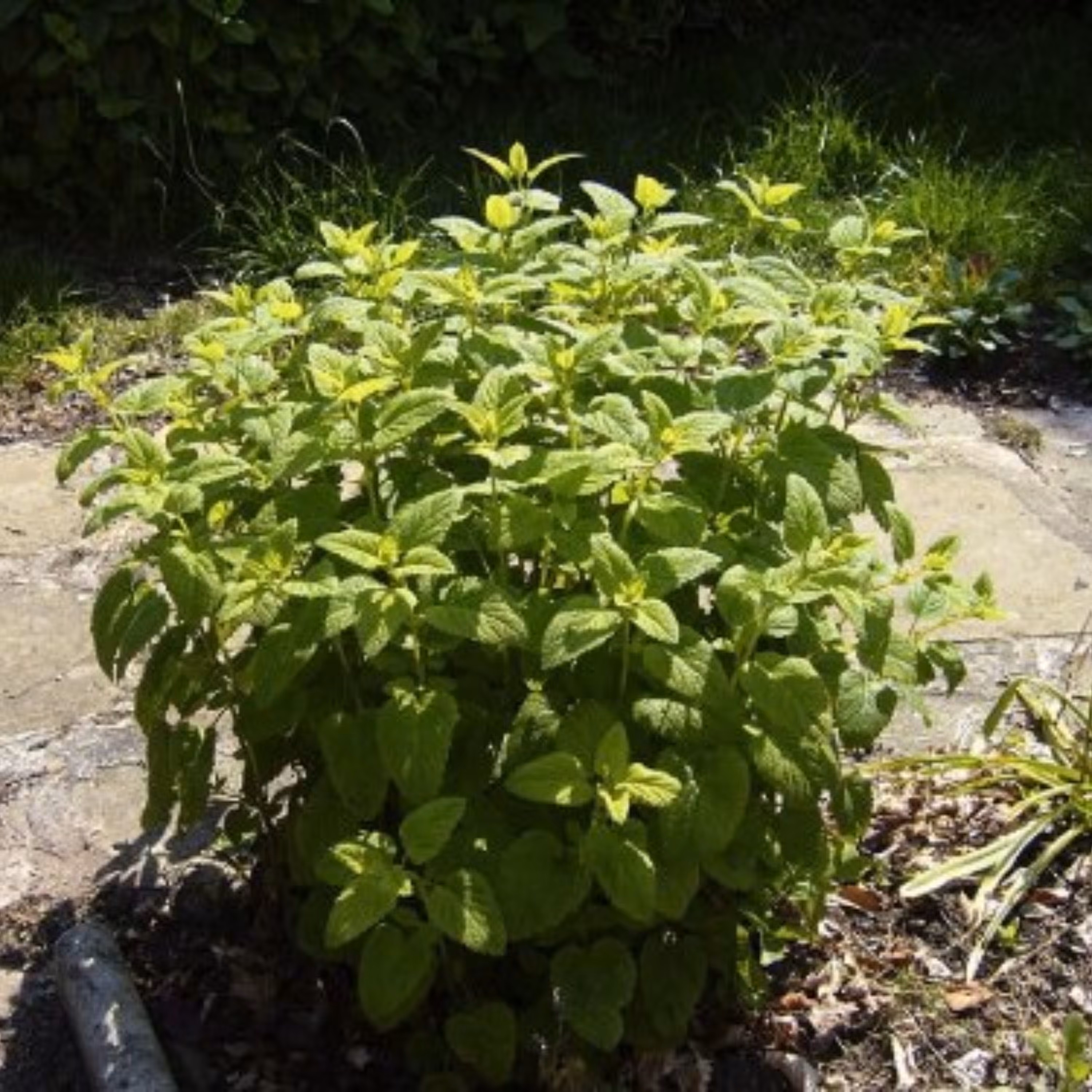 بذر نعنا گربه ای بسته 50 عددی