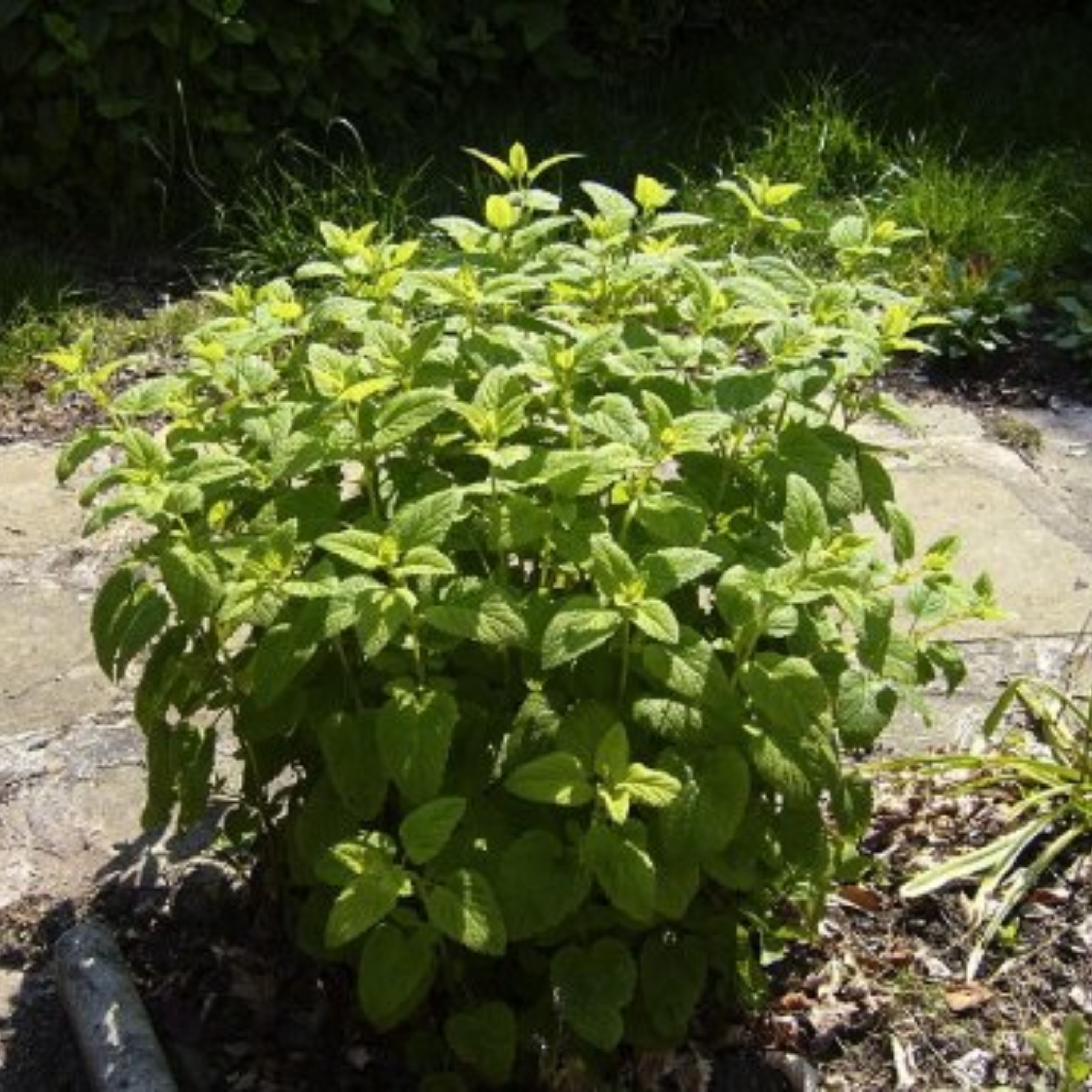 بذر نعنا گربه ای بسته 50 عددی