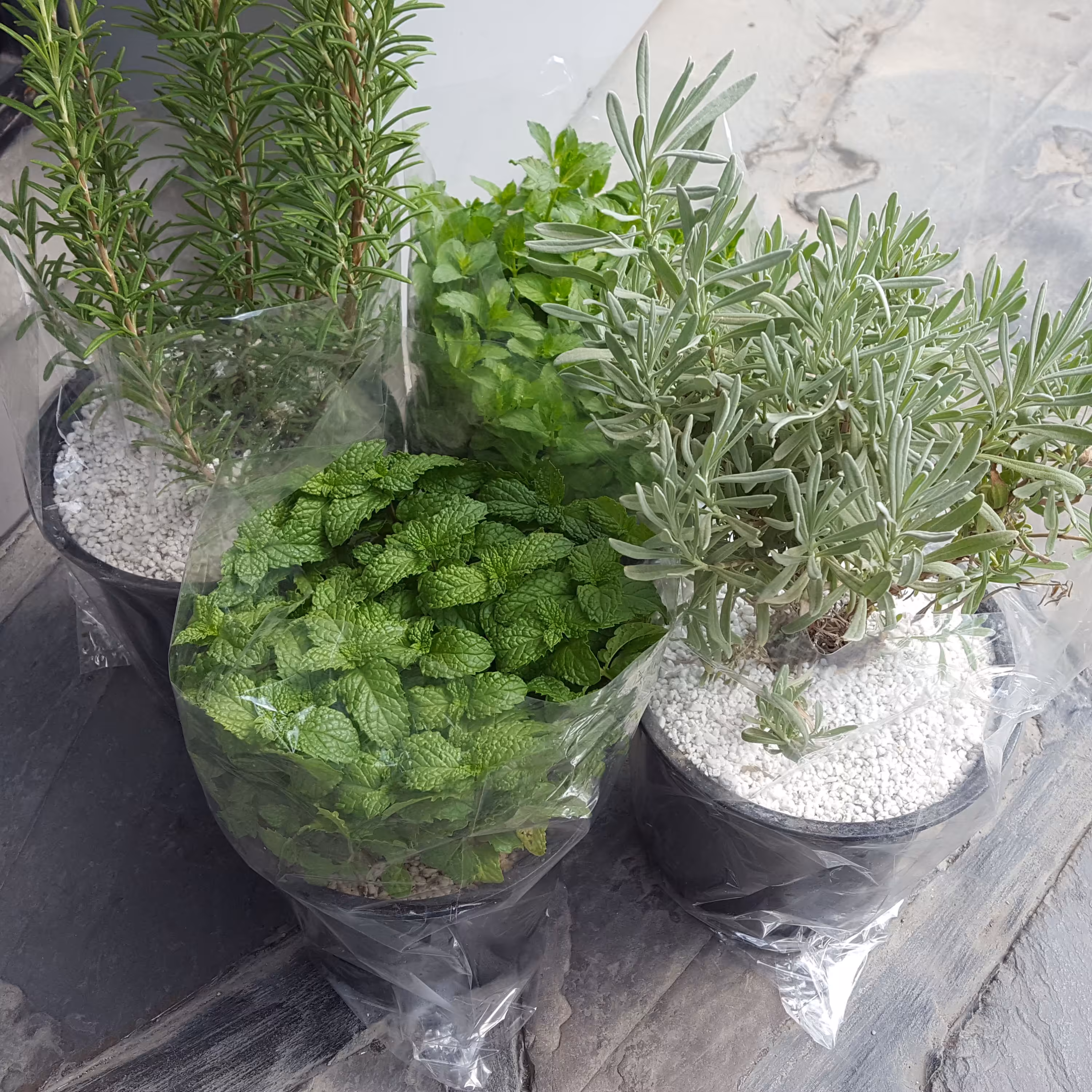 گلدان گیاهان هربال herbal مجموعه 4 عددی گلدان اسطخدوس و رزماری و نعنا و پونه ارسال رایگان
