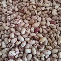 لوبیا چیتی (1000)